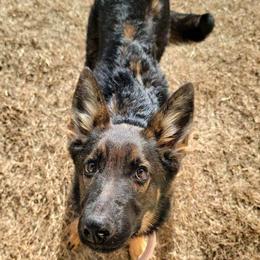 German Shepherd Puppies from Persevere Kennels