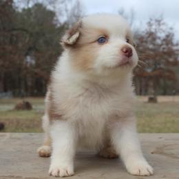 Snoopy - Red merle female Australian Shepherd puppy in Star City, Arkansas from Blush & Lace Aussie Co.