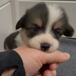 AKC Yellow - Black and tan female Pembroke Welsh Corgi puppy in Summerfield, Florida from Promise Land Farm