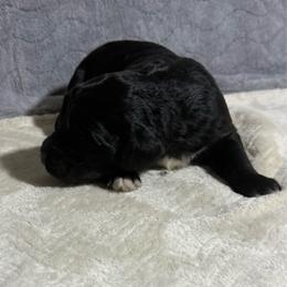 Millie - Black and white female Bernedoodle puppy in Battle Creek, Michigan from T-Rose’s Bernedoodle & Pomsky Puppies