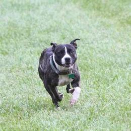 Border Collies, Sporty Mixes, Staffordshire Bull Terriers, and Whippets from Painted Stars Farm