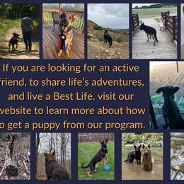 German Shepherd Puppies from Austerlitz German Shepherds