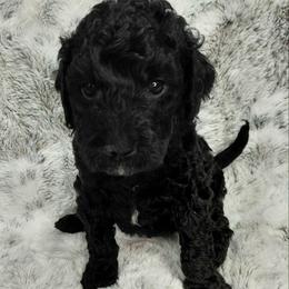 Max - Black male Goldendoodle puppy in Eau Claire, Wisconsin from Fisher River Doodle's