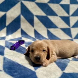 Sadie - Red female Dachshund puppy in Stilwell, Oklahoma from Mountain Top Dachshunds
