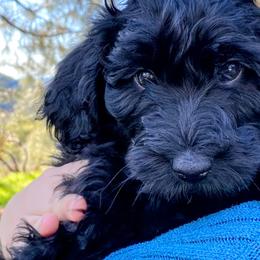 Bernedoodles and Goldendoodles from Ginger & Spice Farm Puppies