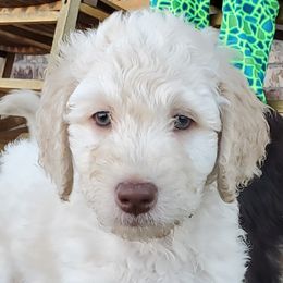 Everest - Labradoodle puppy in Siloam Springs, Arkansas from Siloam Doodles