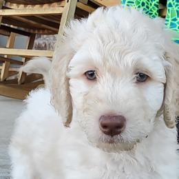 Everest - Labradoodle puppy in Siloam Springs, Arkansas from Siloam Doodles