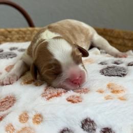Kubo - Blenheim male Cavalier King Charles Spaniel puppy in Fontana, California from Magical Cavaliers