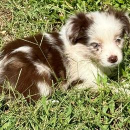 D'arcy - Red merle female Miniature Australian Shepherd puppy in Patterson, North Carolina from DreamLine Aussies