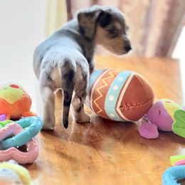 Dachshund Puppies from GypsyDox