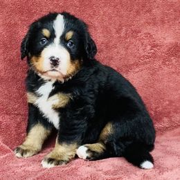 Green Collar Male - Black rust and white male Bernese Mountain Dog puppy in Bristol, Tennessee from Holston Hollow Farm