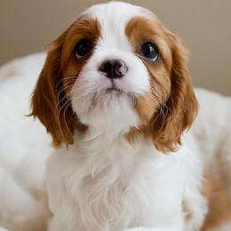 Cavalier King Charles Spaniels from Le Claire Cavaliers