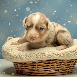 El Urbach - Red merle female Australian Shepherd puppy in Statesville, North Carolina from Charming Australian Shepherds