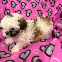 Girl 1 - Silver gold and white female Shih Tzu puppy in Spartanburg, South Carolina from Vicky‘s precious paw’s