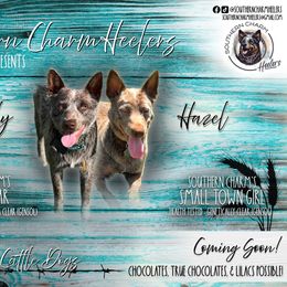 Australian Cattle Dog puppies from Southern Charm Heelers