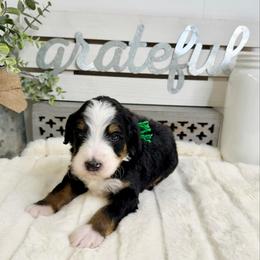 Sugar Cookie - Tri-color male Bernedoodle puppy in Hegins, Pennsylvania from Bubbling Springs Doodles, LLC