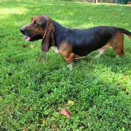 Lue - Basset Hound