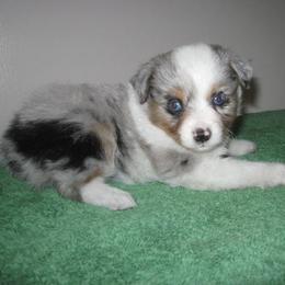 Toy Australian Shepherd puppies from Booty Shaker Toy and Miniature Poodles and Aussies