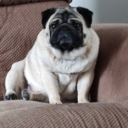 Pugs from Marcum Pugs