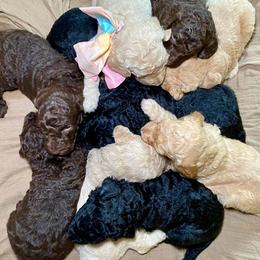 Poodle puppies from Casa Delarosa Collective Poodles & Doodles