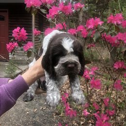 English Springer Spaniel Puppies from Whispering Cedars Springer Spaniels NJ