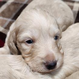 Walter - Cream male Dachshund puppy in Cypress, Texas from Cypress Dachshunds