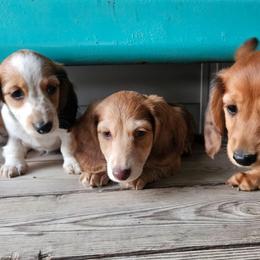 Randle - Dapple male Dachshund puppy in Mountain Grove, Missouri from Boot Scootin Pups