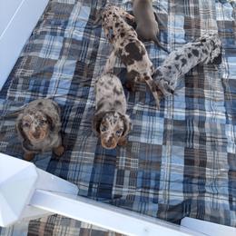 Dachshund Puppies from Our Sweet Dachshund Farm
