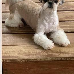 Andre - Shih Tzu