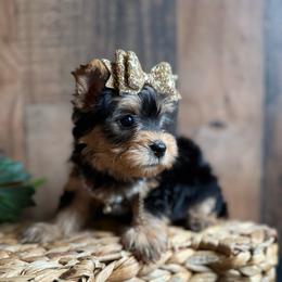 Piper - Black and tan female Yorkshire Terrier puppy in Howe, Oklahoma from Ray Holder