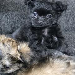 Mi-Ki Puppies from Moonstone miki's