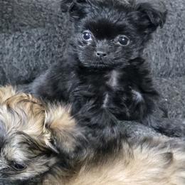 Mi-Ki Puppies from Moonstone miki's