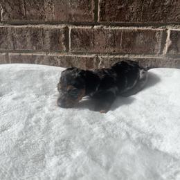 Blue Collar M - Dapple male Dachshund puppy in Odessa, Texas from K9 Royal Club