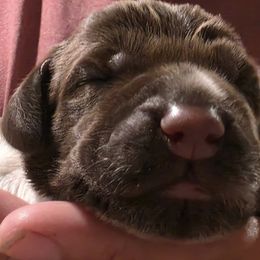 Wirehaired Pointing Griffon Puppies from Saint Barbara's Wirehaired Pointing Griffons