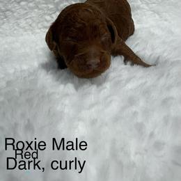 Boy 1 - Red  male Goldendoodle puppy in Wever, Iowa from JK Royal Lines