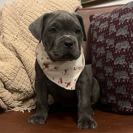 Dolly - Gray brindle female Cane Corso puppy in Utah from 3Lake Kennelz