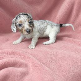 Jovi - Dapple female Dachshund puppy in Richmond, Virginia from Paw Prints