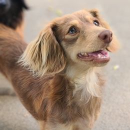Hazel - Dachshund