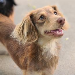 Hazel - Dachshund