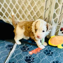 Mike Wheeler - Red merle male Aussiedoodle puppy in Dunn, North Carolina from Sandy Creek Kennels