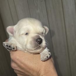 Boy - Cream male Maltipoo puppy in Brooksville, Florida from DeVall Maltipoos