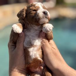 Goldendoodle puppies from Teddy Doods: Goldendoodles & Poodles