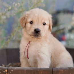Cherry (pink) - Dark golden female Golden Retriever puppy in Lodi, California from R3 Sport Dogs (Rafter 3 Ranch)