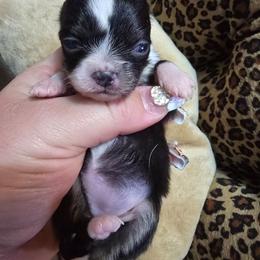 Diamonds - Black and white female Chihuahua puppy in Amity, Pennsylvania from Baxters Chihuahuas