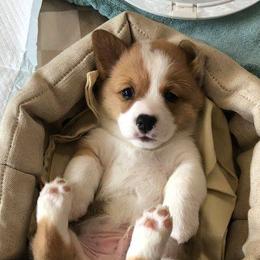 Pembroke Welsh Corgis from Montana Bucking Corgi