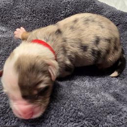 Snape- Blue Merle - Blue merle male Australian Shepherd puppy in Anthony, Florida from Out of the Blue Aussies
