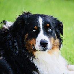 Krew - Australian Shepherd