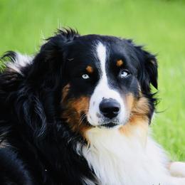 Krew - Australian Shepherd
