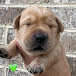 Green collar - Yellow male Labrador Retriever puppy in Clinton, Tennessee from Summer Rose
