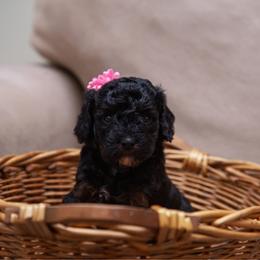 Dottie - Tri-color  female Golden Aussiedoodle puppy in Hyrum, Utah from Goldendoodledoo Farms